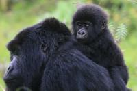 Baby - Gorilla in the Virunga Mountains